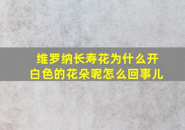 维罗纳长寿花为什么开白色的花朵呢怎么回事儿