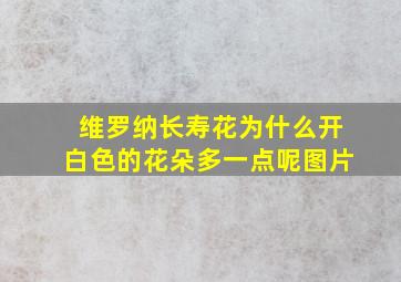 维罗纳长寿花为什么开白色的花朵多一点呢图片