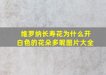 维罗纳长寿花为什么开白色的花朵多呢图片大全