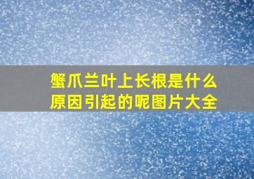 蟹爪兰叶上长根是什么原因引起的呢图片大全