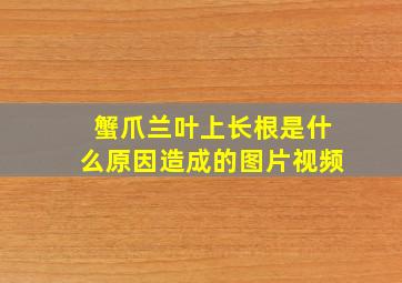 蟹爪兰叶上长根是什么原因造成的图片视频