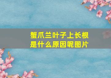 蟹爪兰叶子上长根是什么原因呢图片