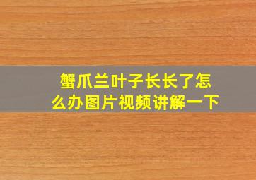 蟹爪兰叶子长长了怎么办图片视频讲解一下