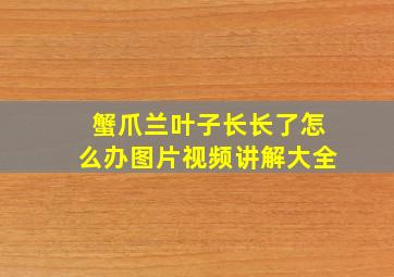 蟹爪兰叶子长长了怎么办图片视频讲解大全