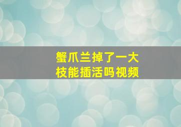 蟹爪兰掉了一大枝能插活吗视频