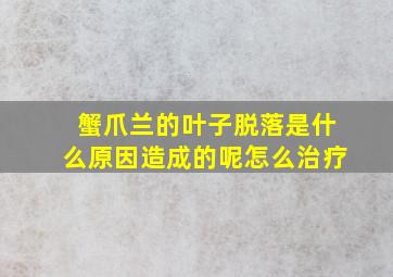 蟹爪兰的叶子脱落是什么原因造成的呢怎么治疗