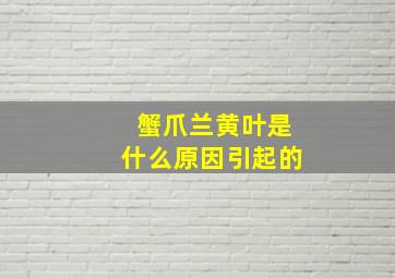 蟹爪兰黄叶是什么原因引起的