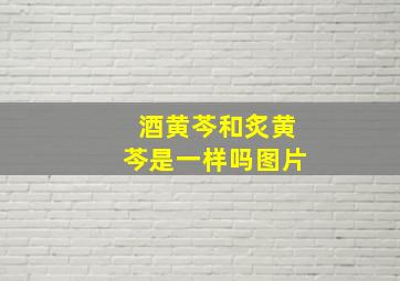 酒黄芩和炙黄芩是一样吗图片