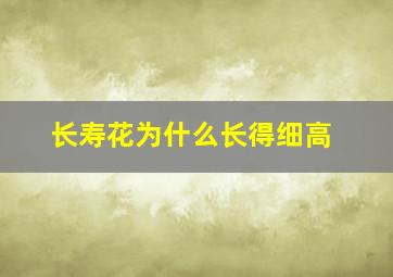 长寿花为什么长得细高