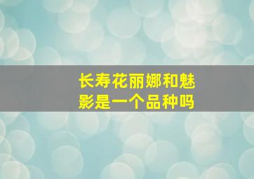 长寿花丽娜和魅影是一个品种吗