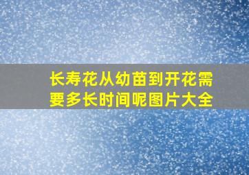 长寿花从幼苗到开花需要多长时间呢图片大全