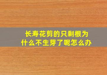 长寿花剪的只剩根为什么不生芽了呢怎么办