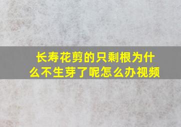 长寿花剪的只剩根为什么不生芽了呢怎么办视频