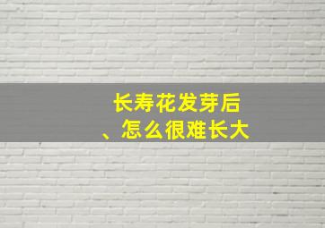 长寿花发芽后、怎么很难长大