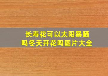 长寿花可以太阳暴晒吗冬天开花吗图片大全