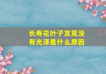 长寿花叶子发蔫没有光泽是什么原因