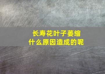 长寿花叶子萎缩什么原因造成的呢