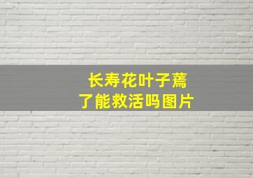 长寿花叶子蔫了能救活吗图片