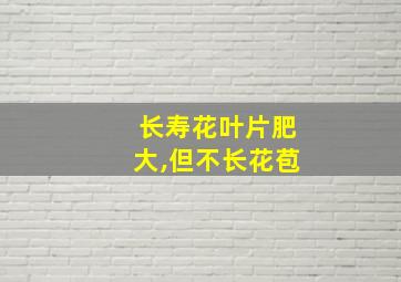 长寿花叶片肥大,但不长花苞