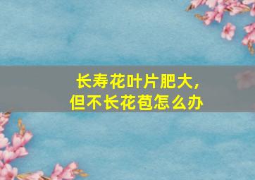 长寿花叶片肥大,但不长花苞怎么办