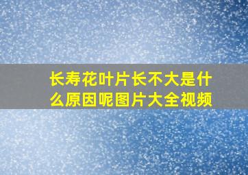 长寿花叶片长不大是什么原因呢图片大全视频