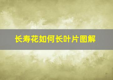 长寿花如何长叶片图解