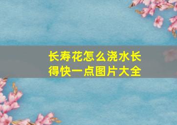 长寿花怎么浇水长得快一点图片大全