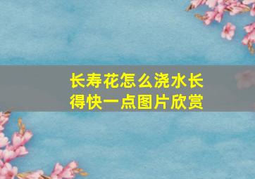 长寿花怎么浇水长得快一点图片欣赏