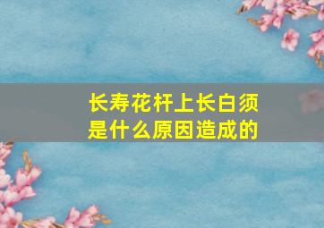 长寿花杆上长白须是什么原因造成的