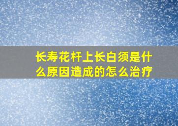 长寿花杆上长白须是什么原因造成的怎么治疗