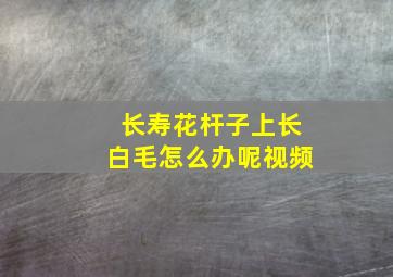 长寿花杆子上长白毛怎么办呢视频