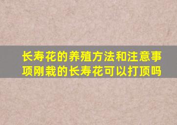 长寿花的养殖方法和注意事项刚栽的长寿花可以打顶吗