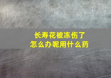 长寿花被冻伤了怎么办呢用什么药