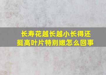 长寿花越长越小长得还挺高叶片特别嫩怎么回事