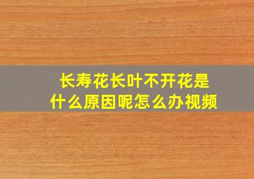 长寿花长叶不开花是什么原因呢怎么办视频