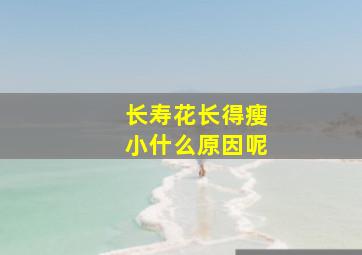 长寿花长得瘦小什么原因呢