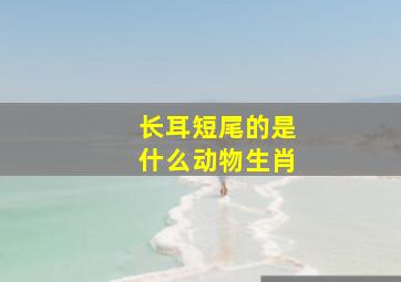 长耳短尾的是什么动物生肖