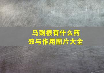 马刺根有什么药效与作用图片大全