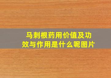 马刺根药用价值及功效与作用是什么呢图片