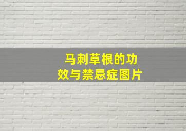 马刺草根的功效与禁忌症图片