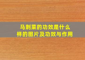 马刺菜的功效是什么样的图片及功效与作用