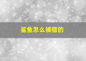 鲨鱼怎么捕猎的