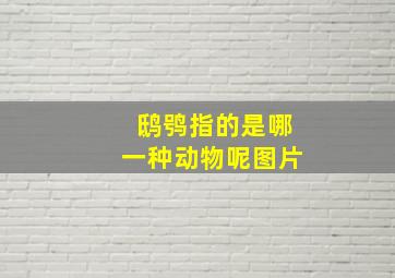 鸱鸮指的是哪一种动物呢图片