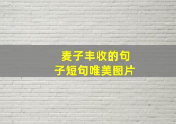 麦子丰收的句子短句唯美图片