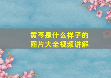 黄芩是什么样子的图片大全视频讲解