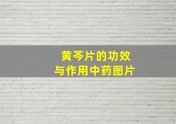 黄芩片的功效与作用中药图片