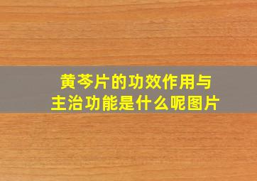 黄芩片的功效作用与主治功能是什么呢图片