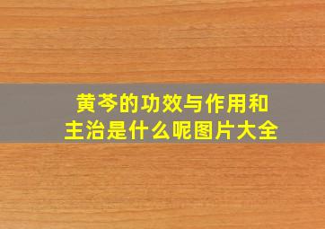 黄芩的功效与作用和主治是什么呢图片大全