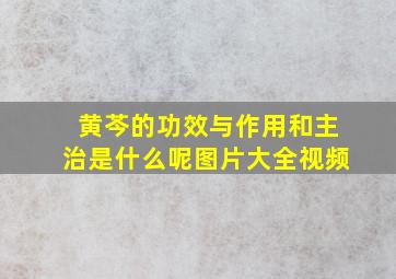 黄芩的功效与作用和主治是什么呢图片大全视频