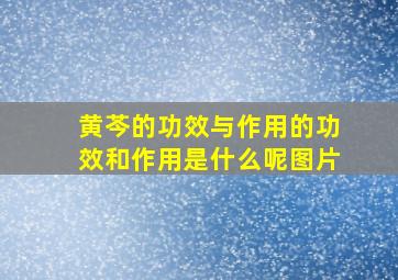 黄芩的功效与作用的功效和作用是什么呢图片